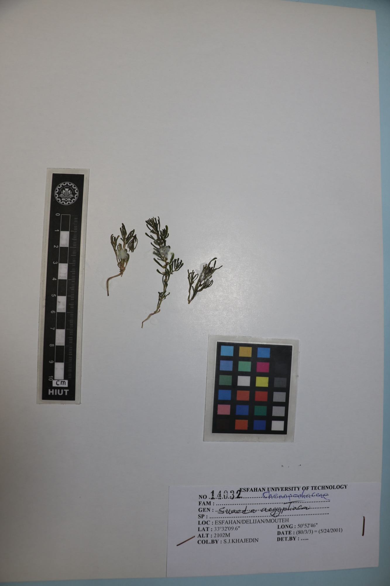 Suaeda aegyptiaca