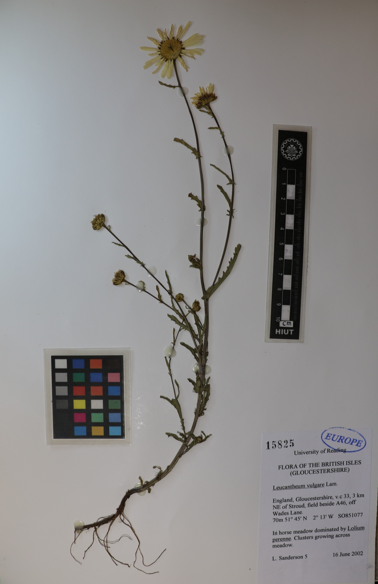 Leucantheum vulgare