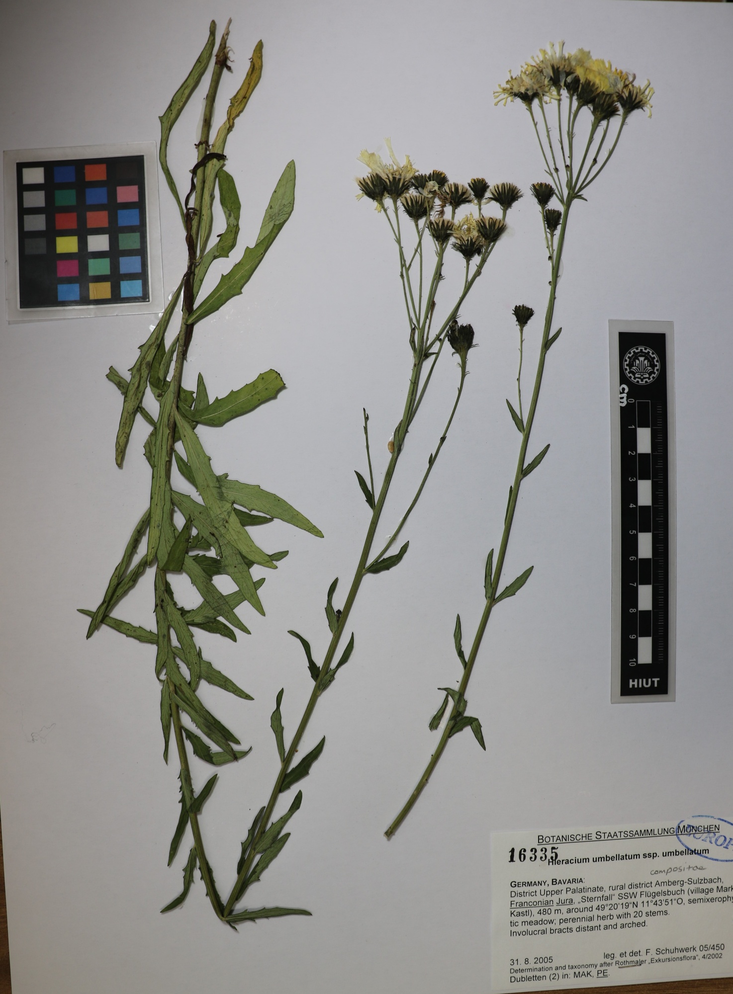 Hieracium umbellatum