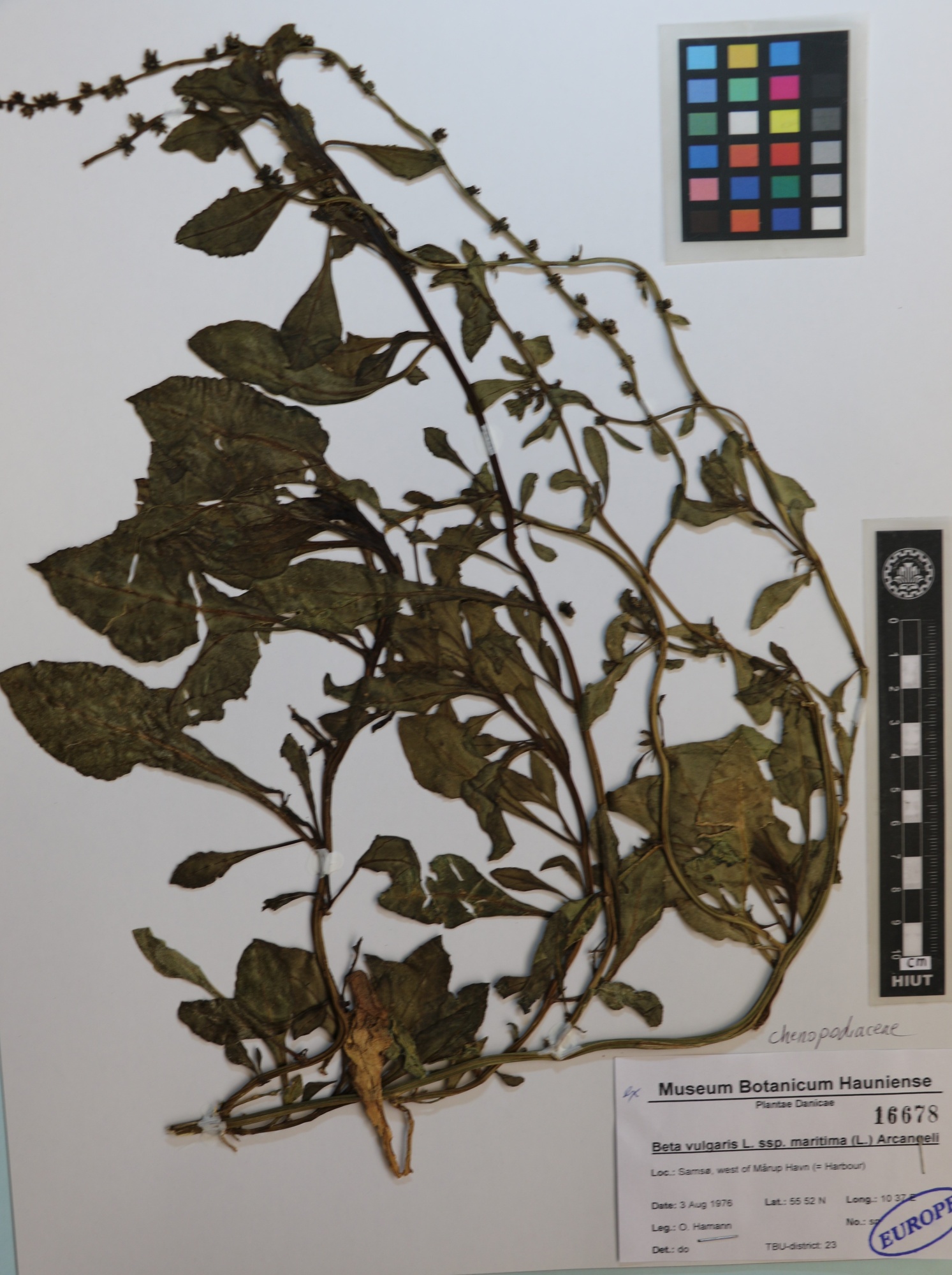 vulgaris