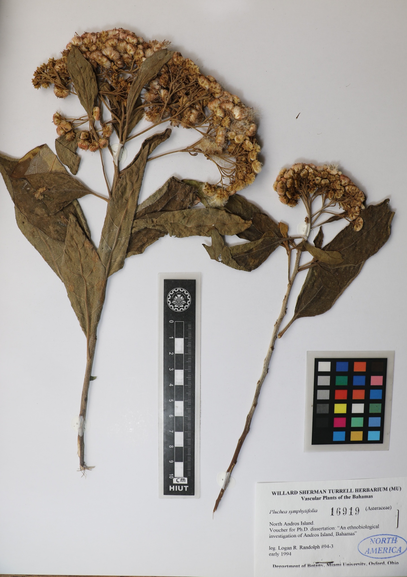 Pluchea symphytifolia