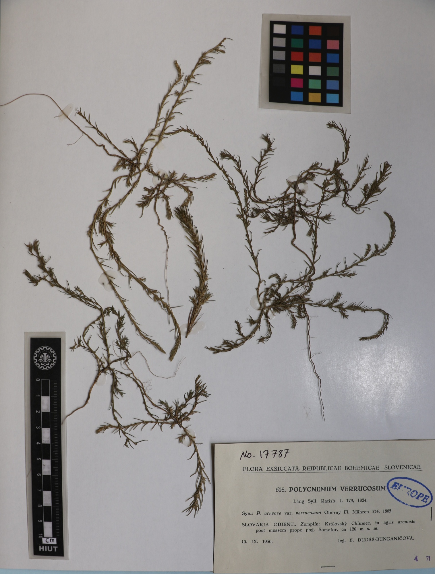 Polycnemum verrucosum