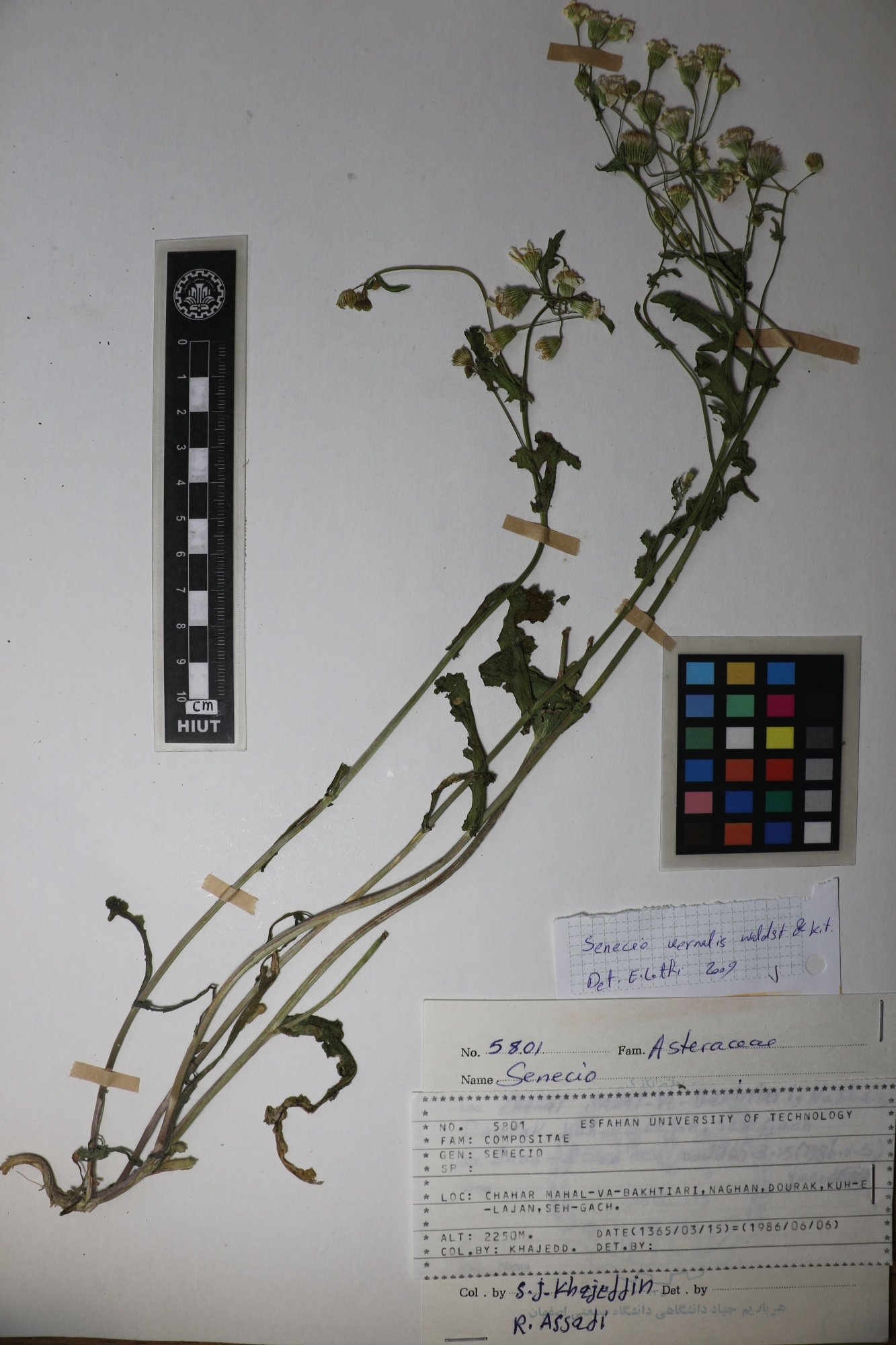 Senecio vernalis