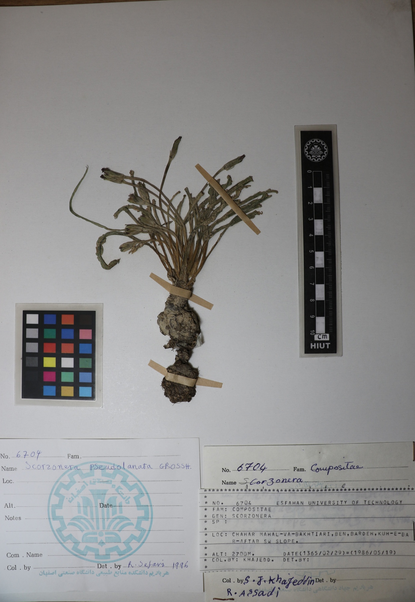 Scorzonera pseudolanata