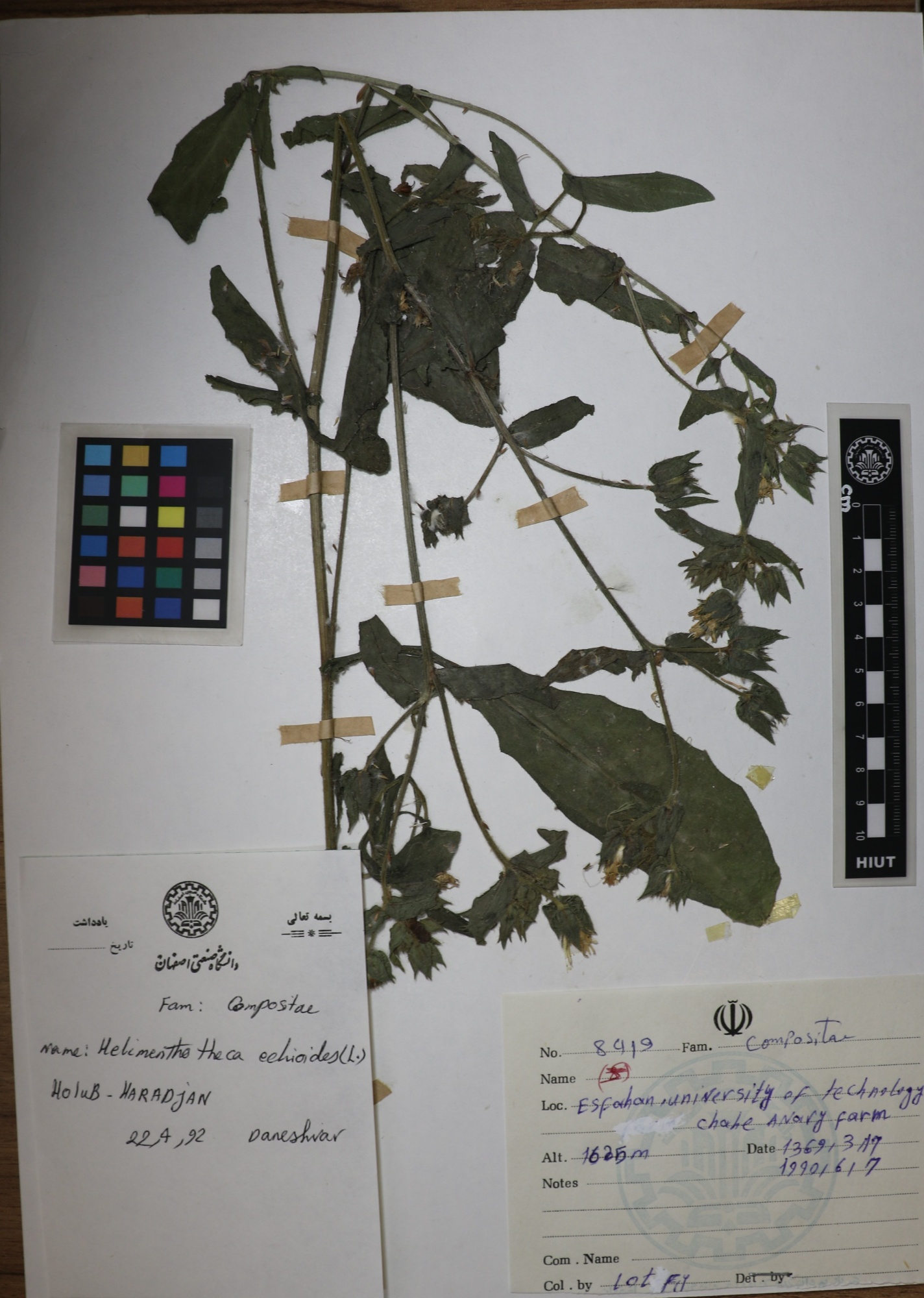 Helminthotheca echioides