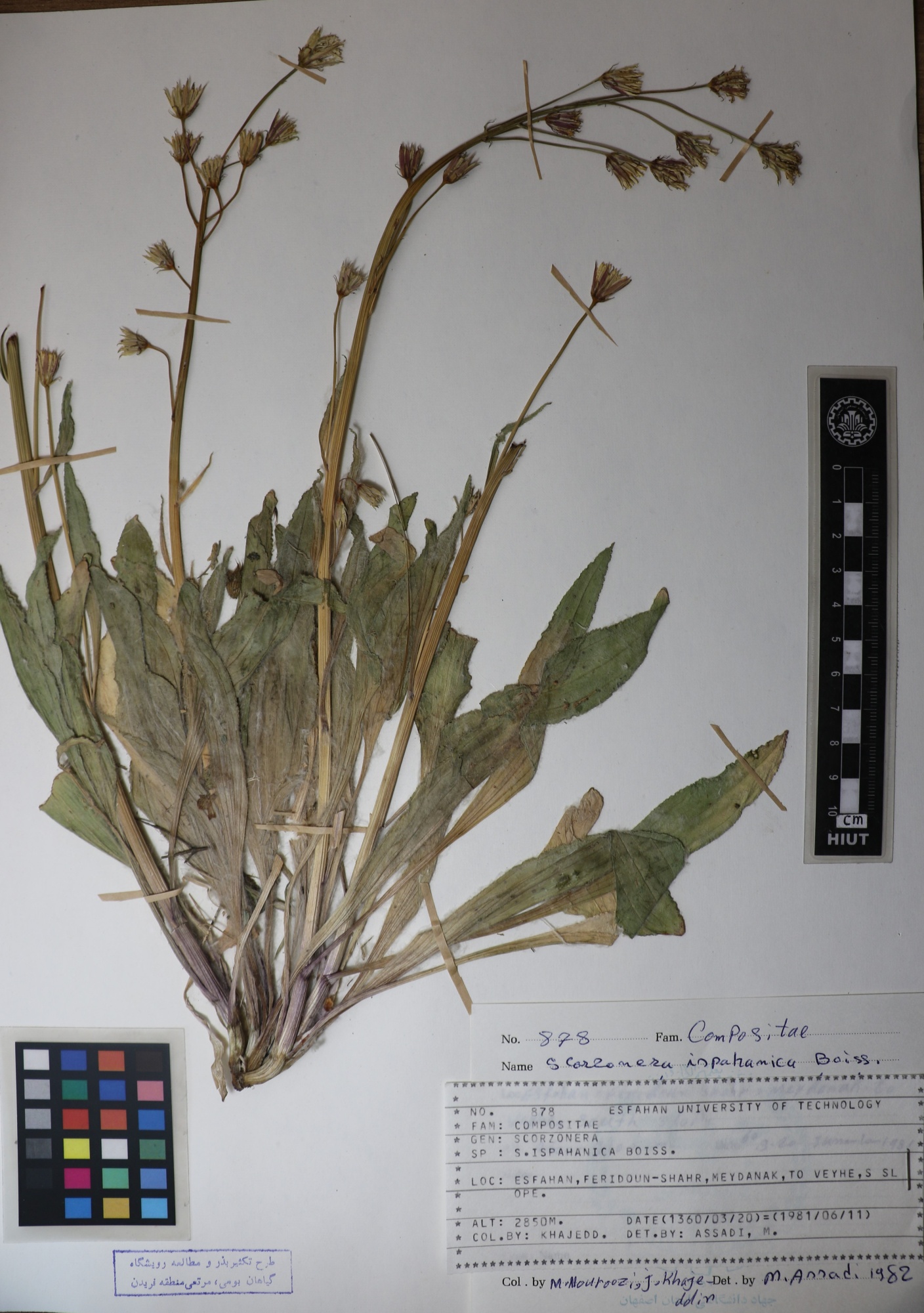 Scorzonera ispahanica