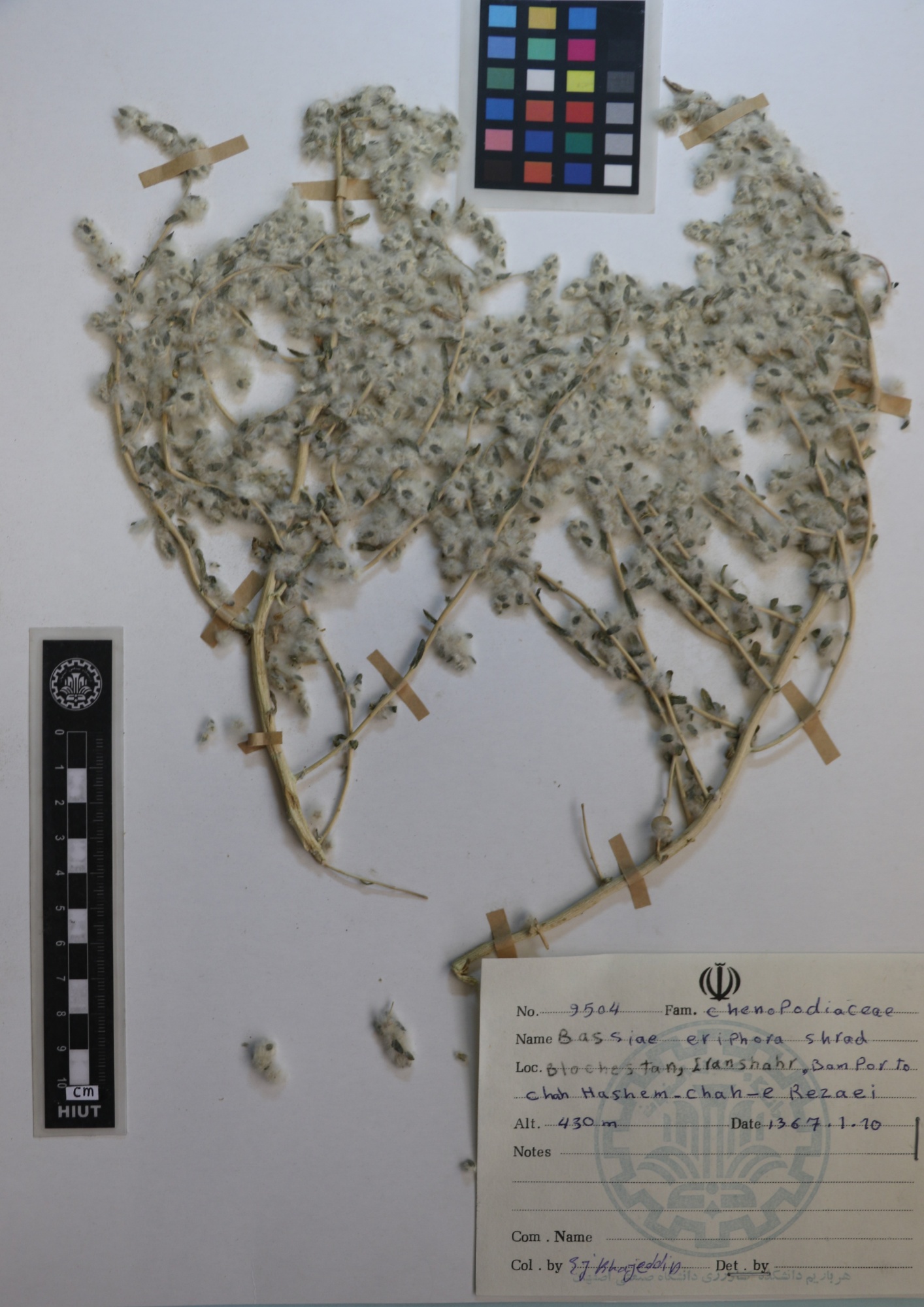 Bassia eriophora