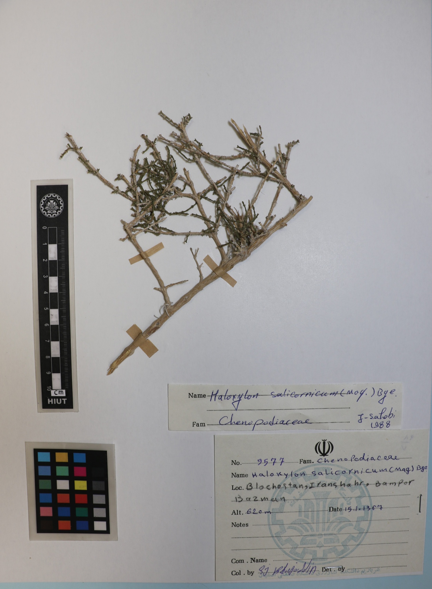 Haloxylon