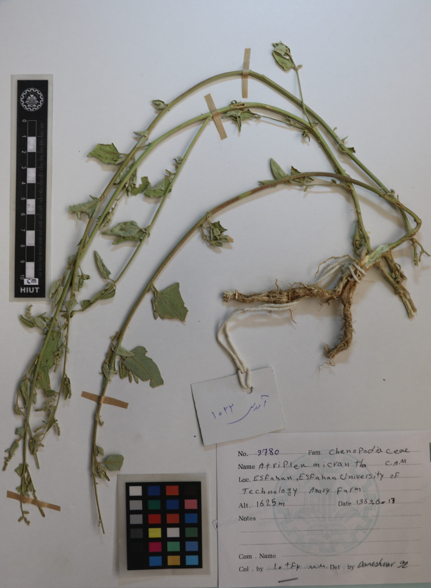 micrantha