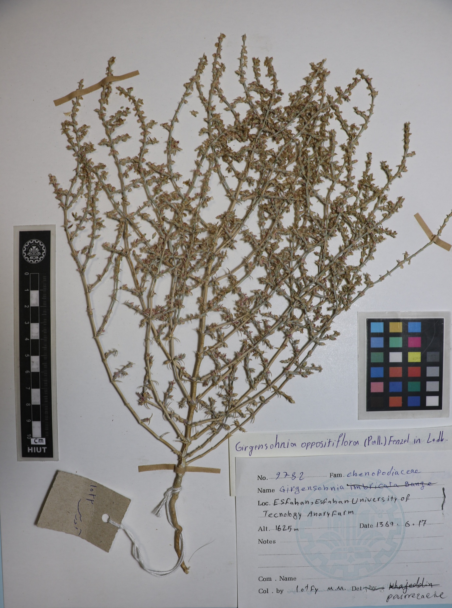 Girgensohnia oppositifolia
