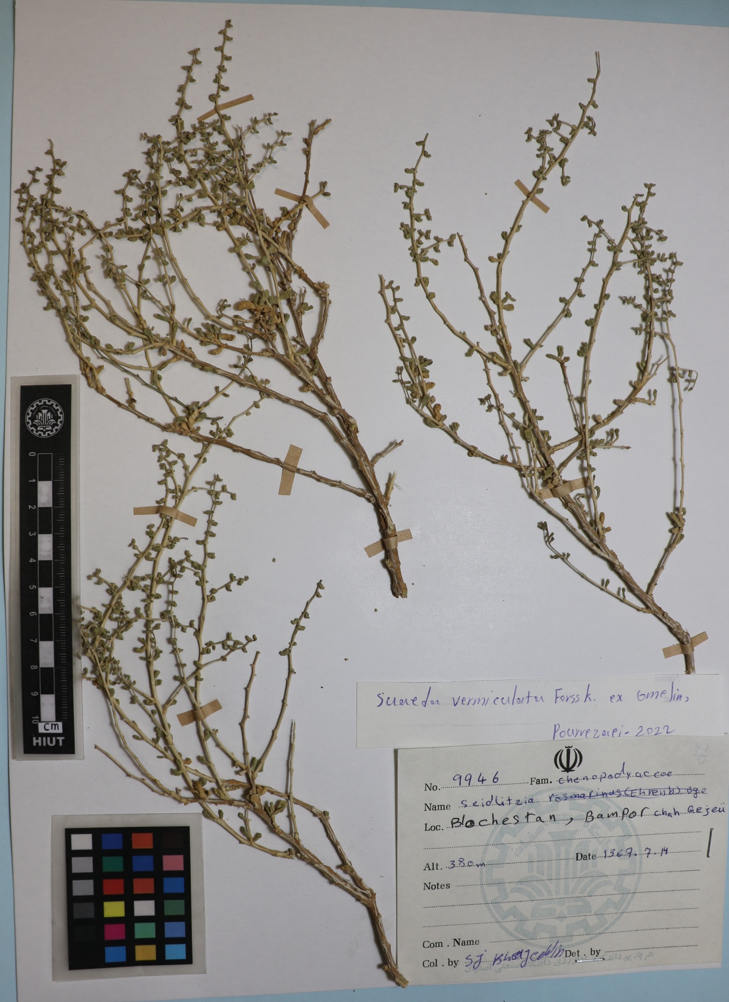 Suaeda vermiculata 