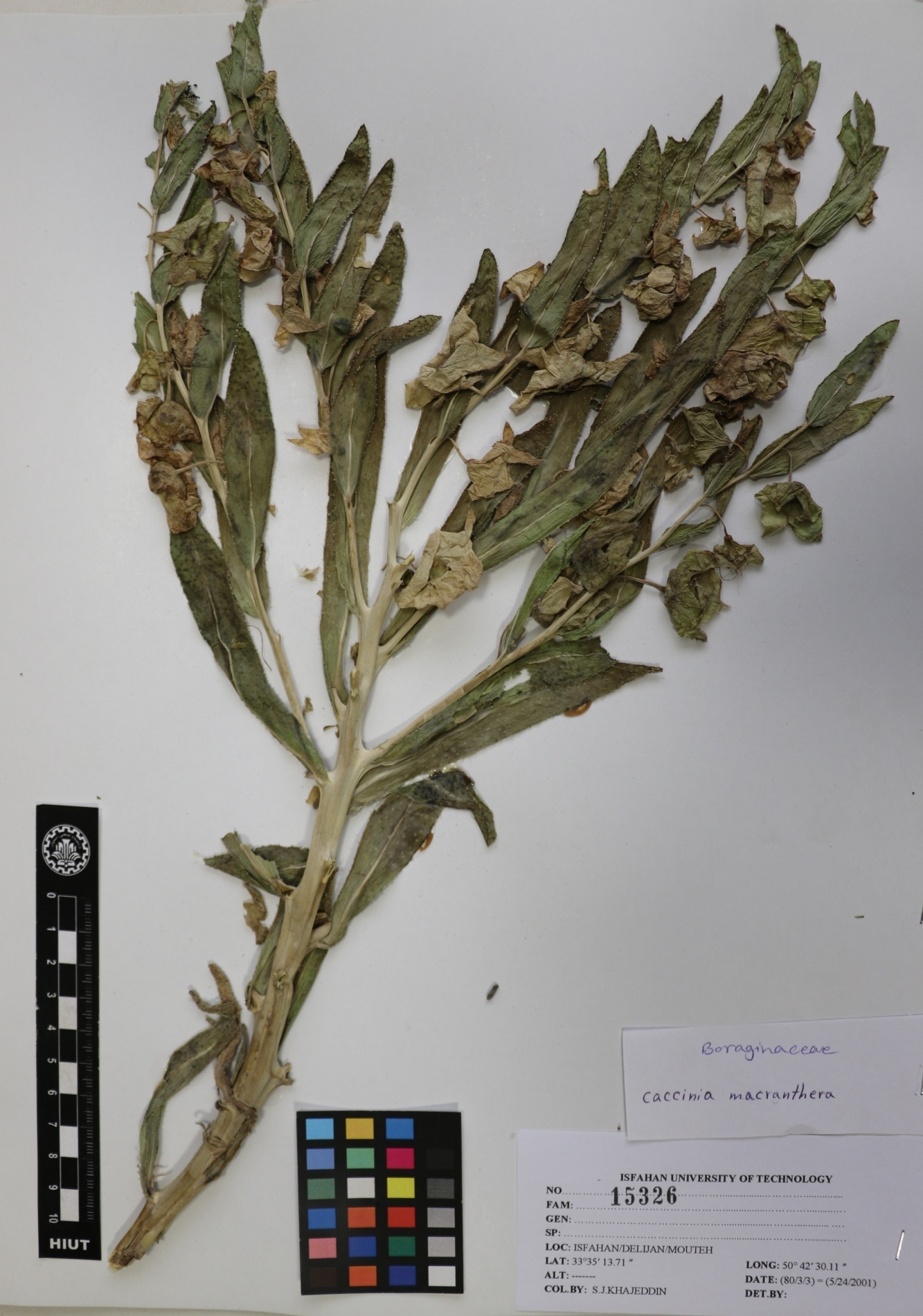 macrathera
