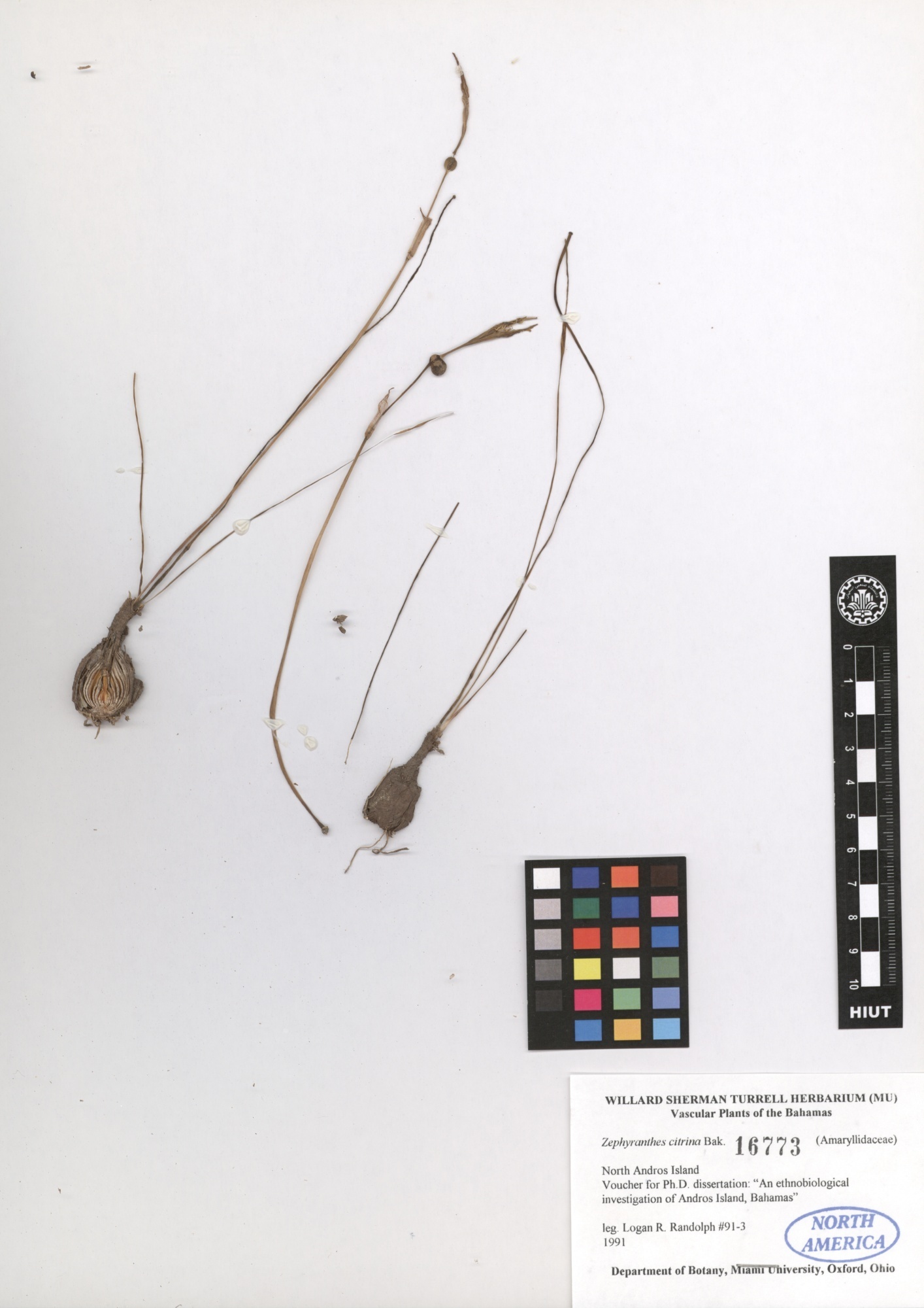 Zephyranthes