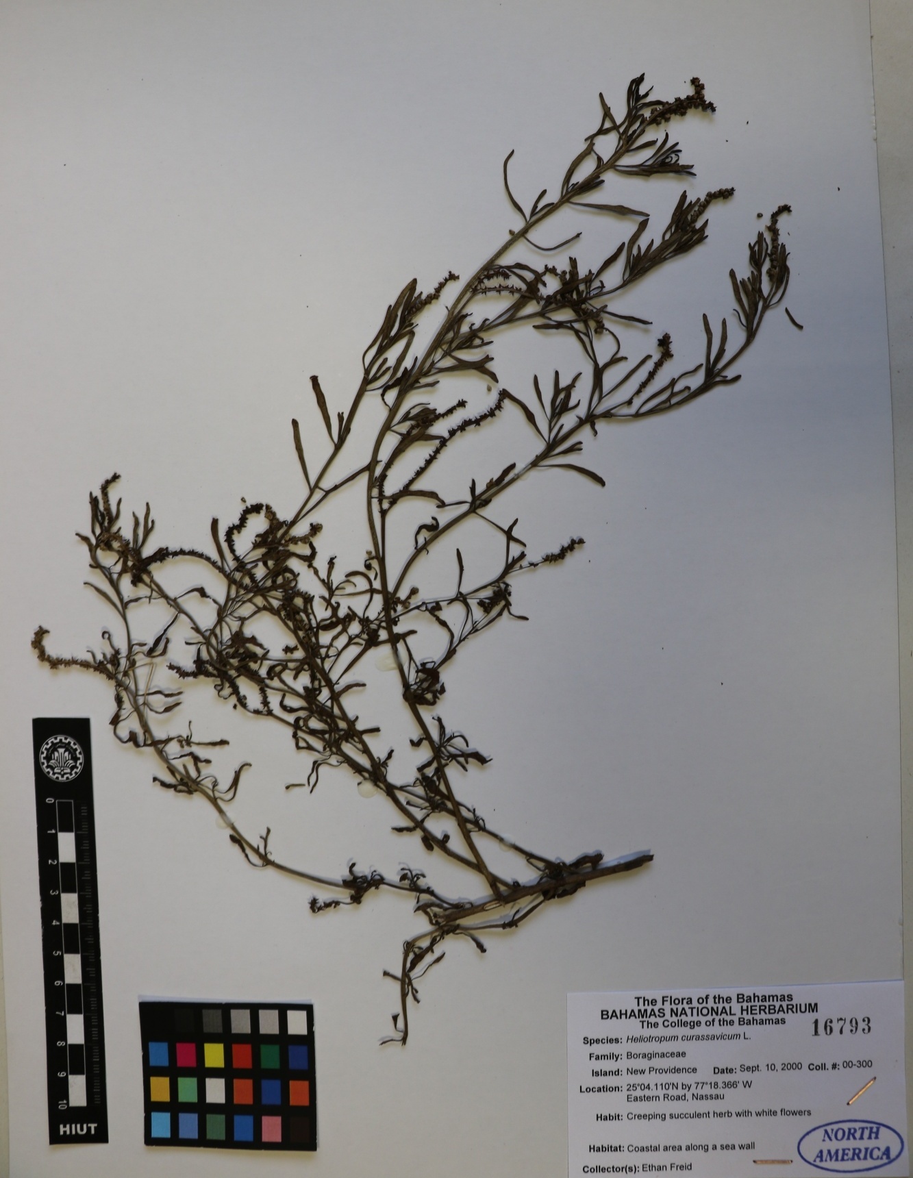  Heliotropium 