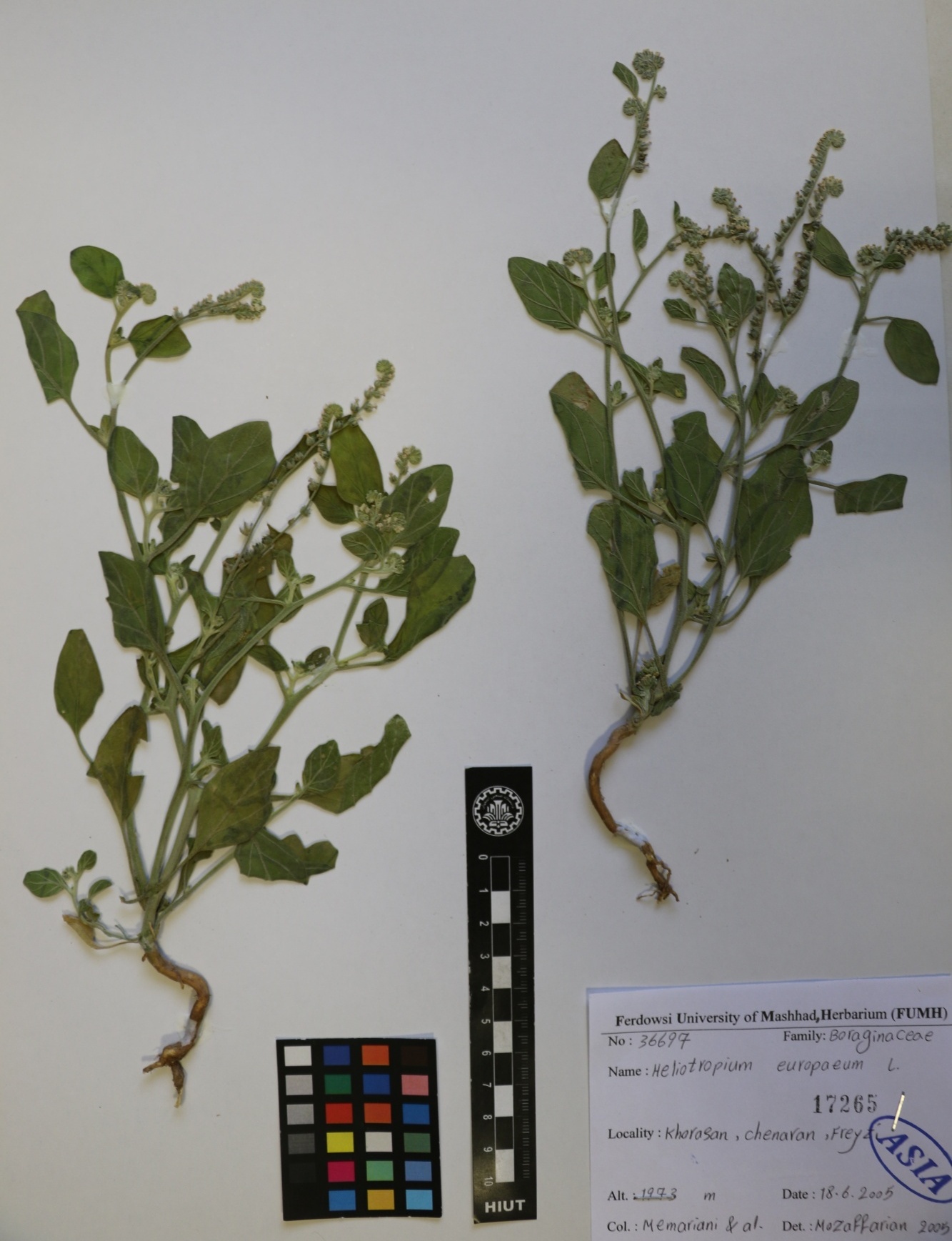 Heliotropium europaeum