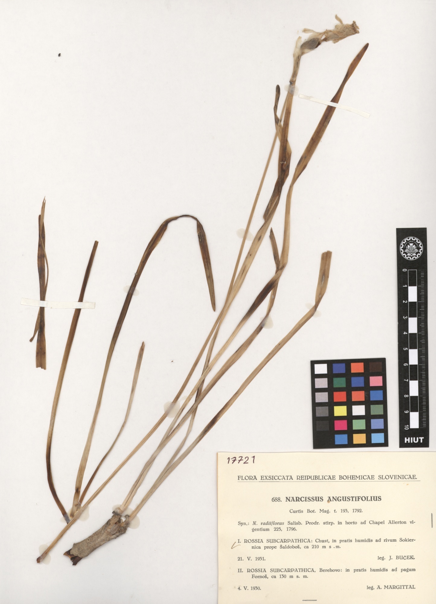 Narcissus angustifolius