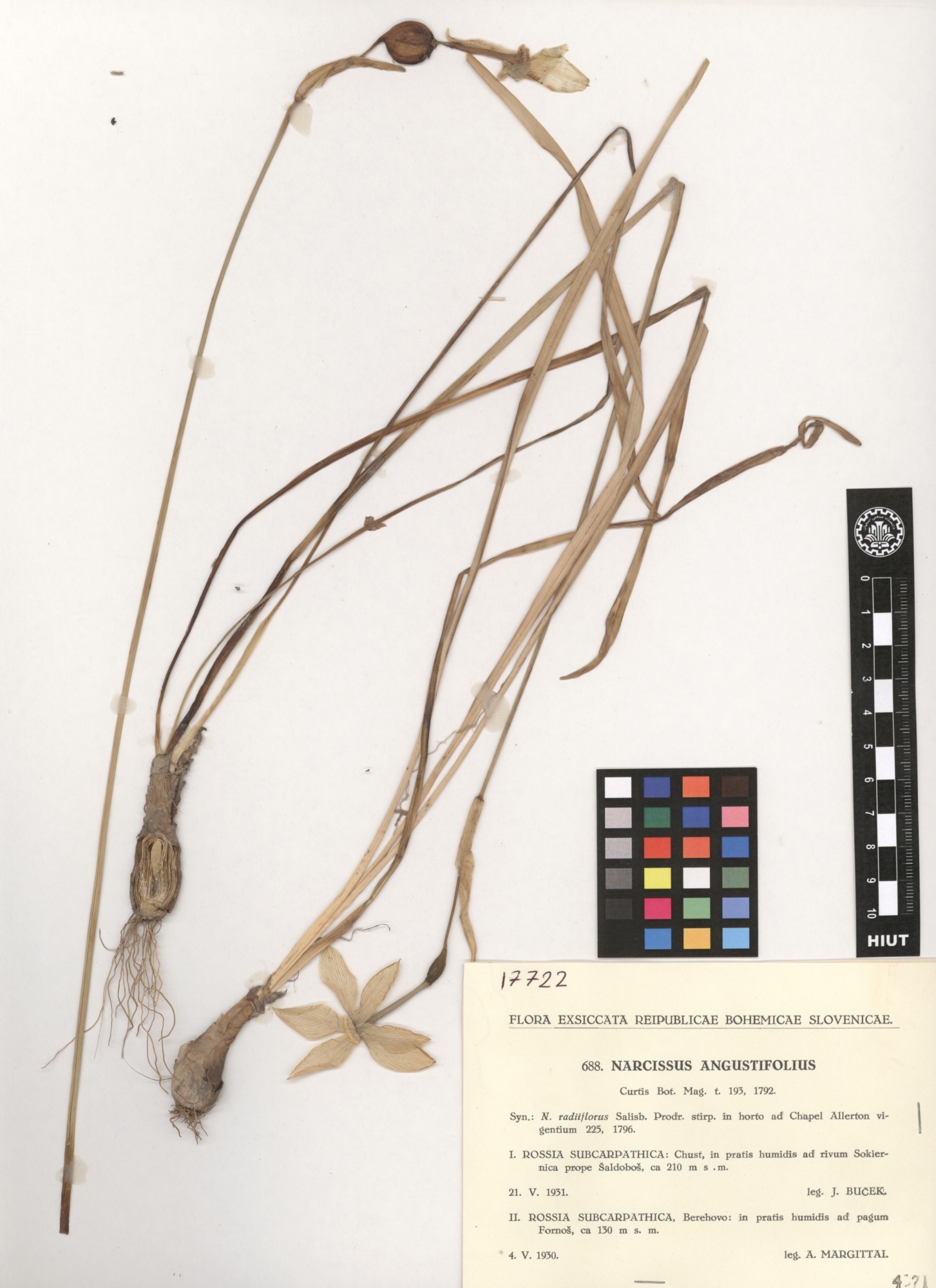 Narcissus angustifolius