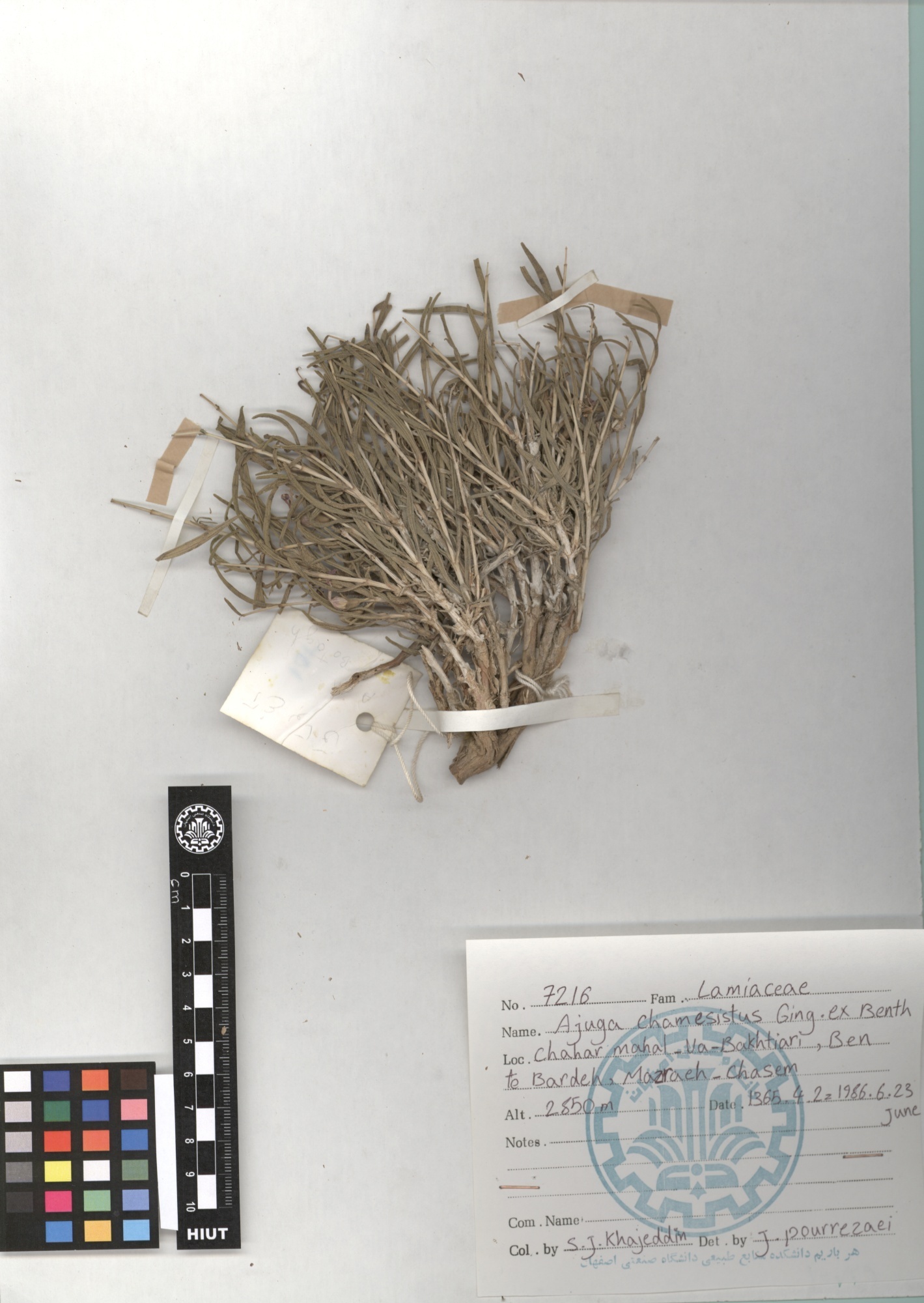chamaecistus